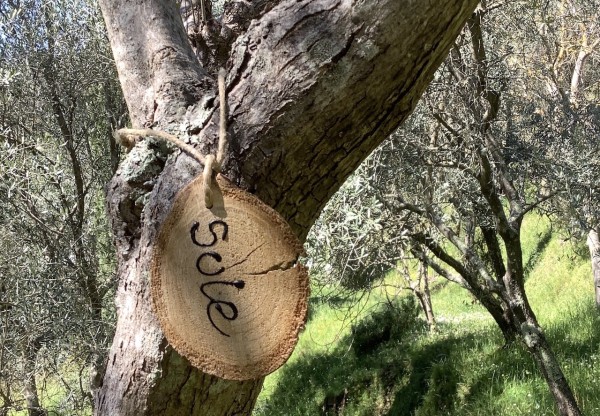 Imatge de capçalera de Adopta un olivo paisaje
