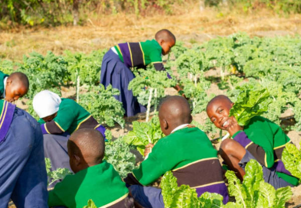 Imatge de capçalera de Alimentación escolar para los niños de la Escuela Primaria de Kitapilimwa, en Iringa, Tanzania.