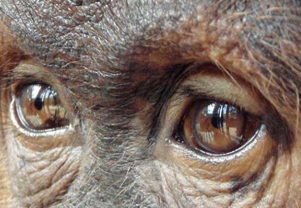 Imatge de capçalera de El último refugio del Orangutan
