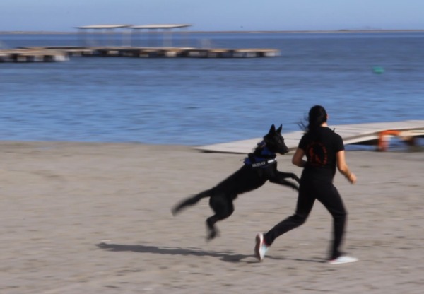 Imatge de capçalera de Terapia con perros para víctimas de violencia