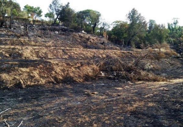 Imatge de capçalera de Reforestación Incendio Ciudad Universitaria