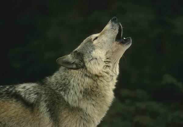 Imatge de capçalera de Salvar a los lobos subastados para morir
