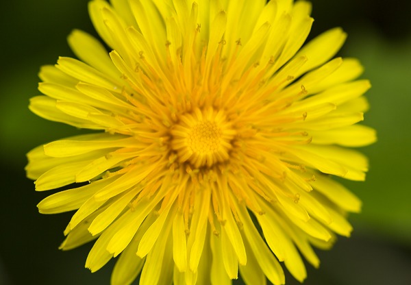 Imatge de capçalera de Dandelion Restaurant