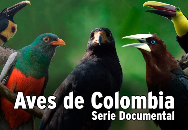 Imatge de capçalera de Serie documental Aves de Colombia