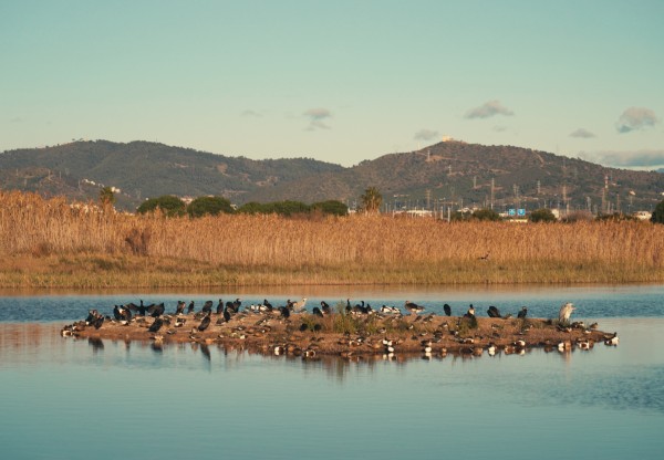 Imatge de capçalera de Salvem el delta del Llobregat! No a l’ampliació de l’aeroport