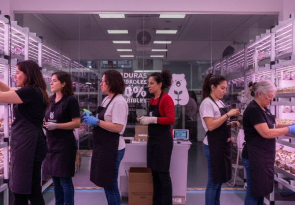 Imatge de capçalera de Mujeres que Cultivan Futuro